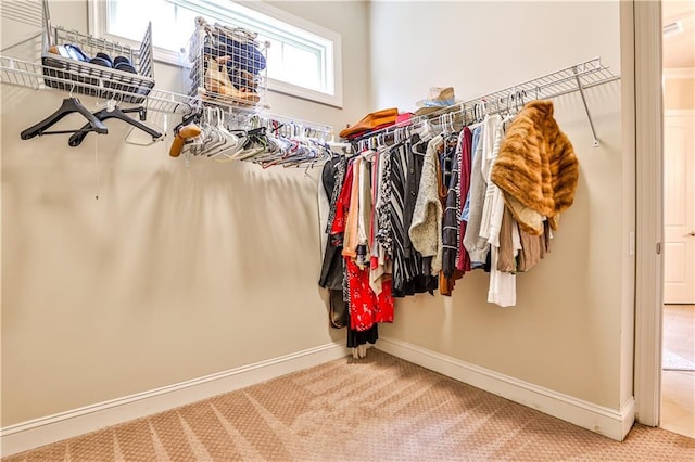 spacious closet featuring carpet flooring