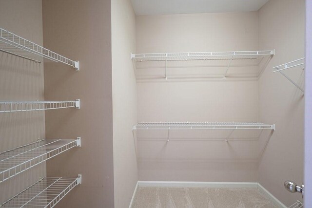 spacious closet featuring carpet