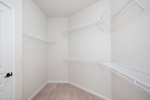 walk in closet with carpet flooring