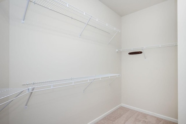 spacious closet featuring carpet floors