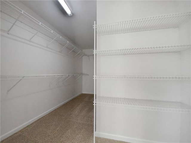 spacious closet featuring carpet