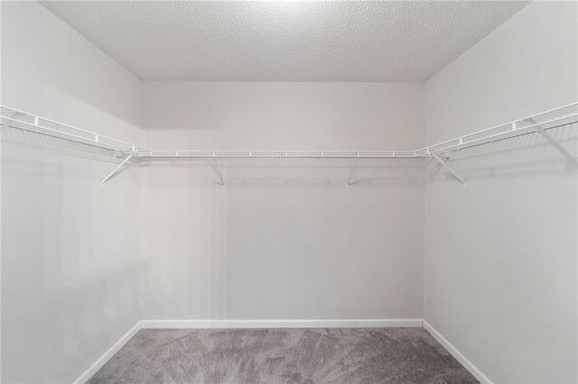 spacious closet featuring carpet floors