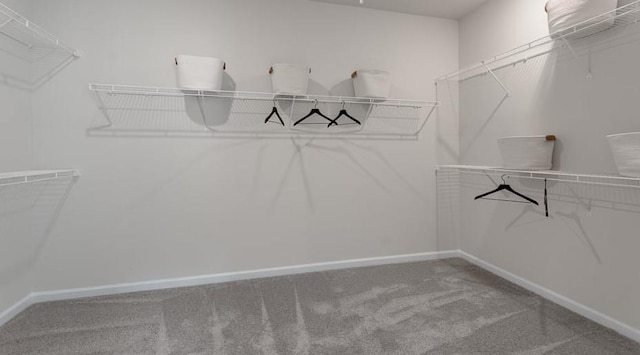 spacious closet featuring carpet floors