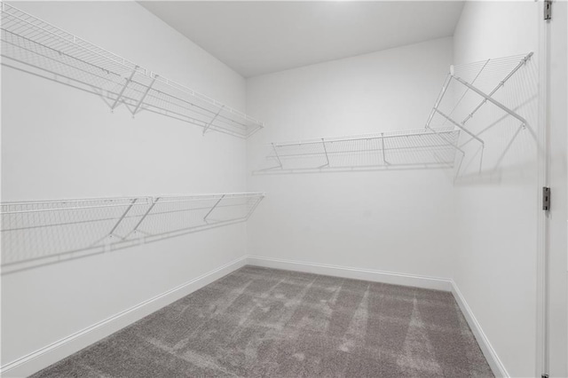 spacious closet featuring carpet