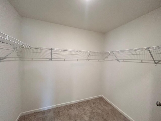 walk in closet featuring carpet floors