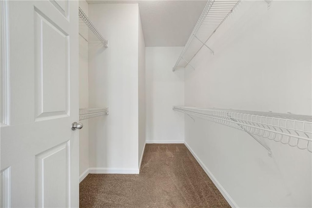 spacious closet featuring carpet