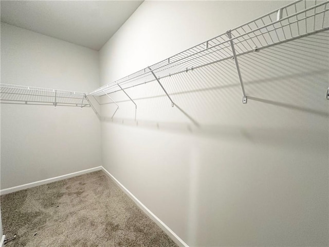 walk in closet with carpet floors