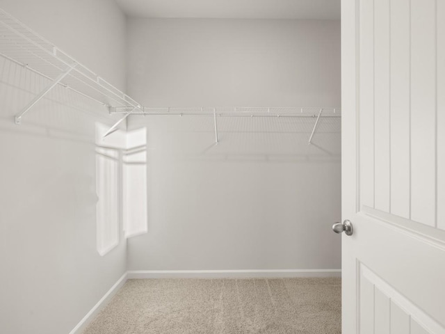 walk in closet featuring carpet floors