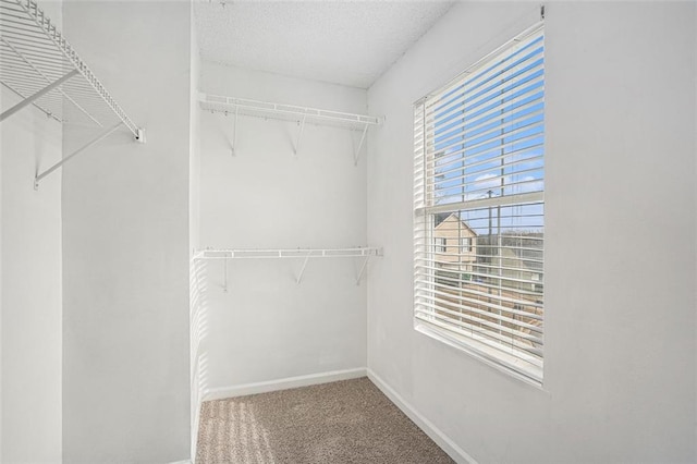 walk in closet with carpet flooring