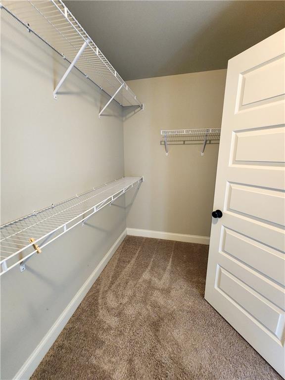 spacious closet featuring carpet floors