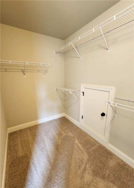 spacious closet featuring carpet