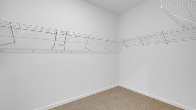 walk in closet featuring carpet