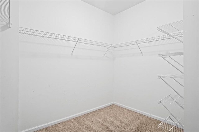 spacious closet featuring carpet