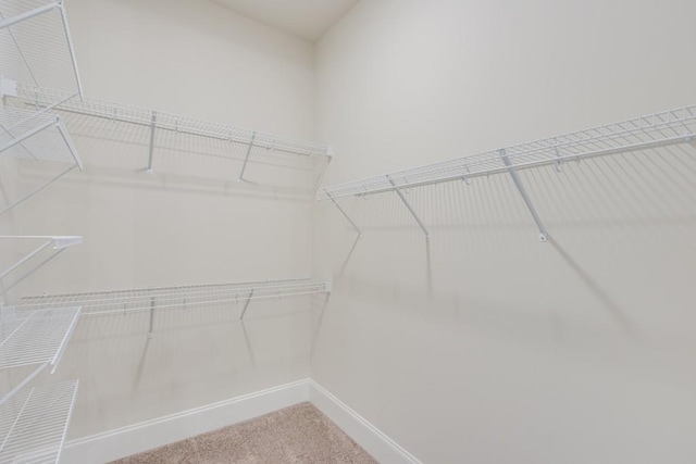 spacious closet featuring carpet