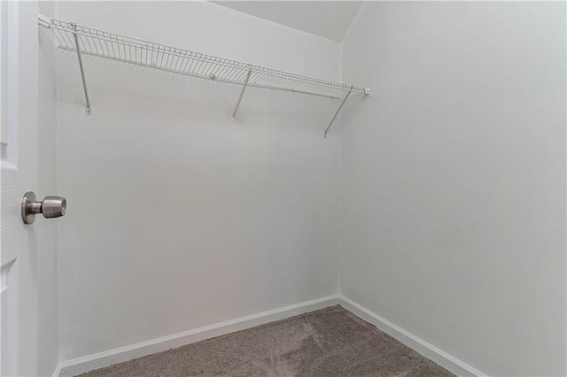 walk in closet with carpet floors