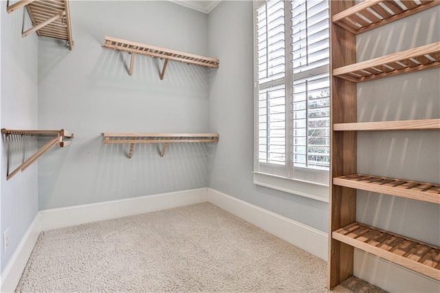 spacious closet featuring carpet flooring