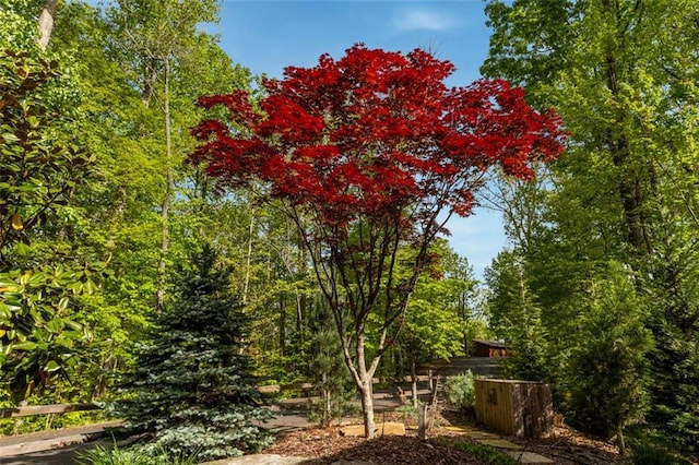 851 N Moreland Dr N, Blue Ridge, GA 30513 - view of yard