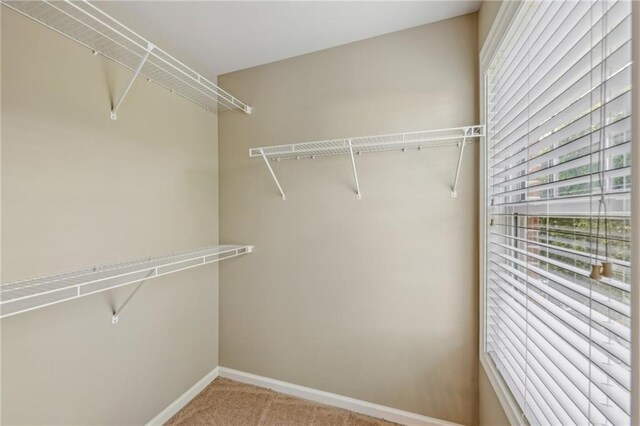spacious closet with carpet