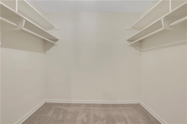 spacious closet featuring carpet flooring