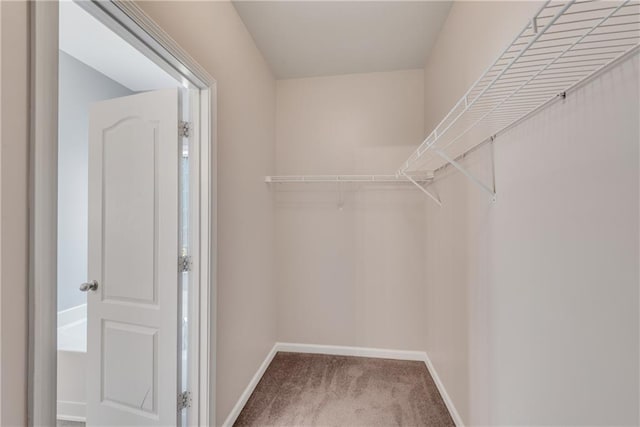 903 Duncan Ter, Canton, GA 30115 - walk in closet featuring carpet flooring