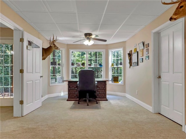 office space featuring ceiling fan, a drop ceiling, and light colored carpet