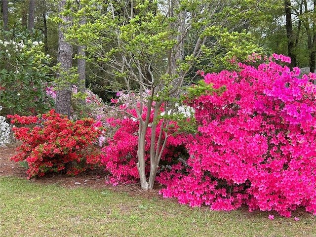 12 Rosalyn Rd, Georgetown, GA 39854 - view of yard