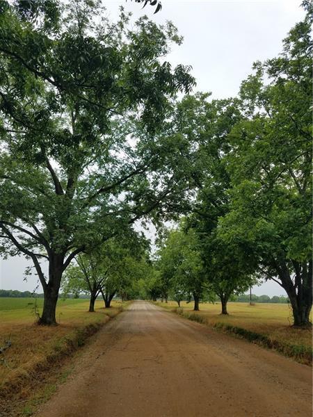 12 Rosalyn Rd, Georgetown, GA 39854 - view of dirt / gravel road