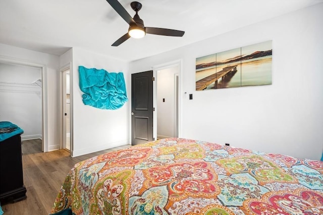 bedroom with ceiling fan, a walk in closet, a closet, and dark hardwood / wood-style flooring