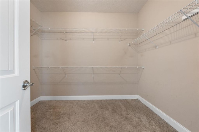 walk in closet with carpet floors