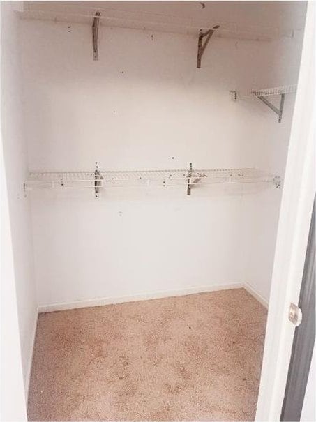 walk in closet featuring carpet floors