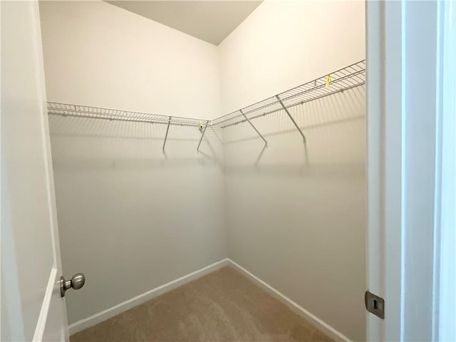 spacious closet featuring carpet flooring