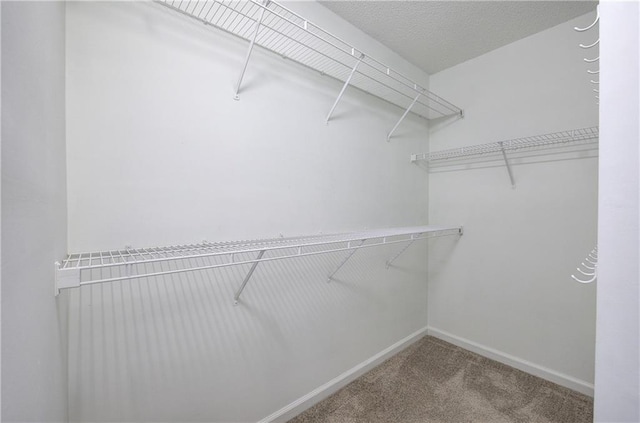 walk in closet featuring carpet floors