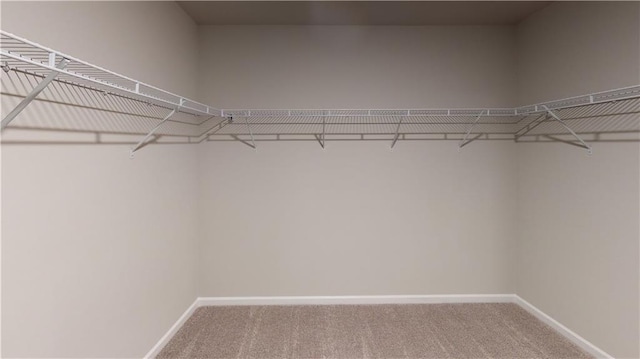 walk in closet with carpet flooring