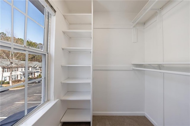 walk in closet with carpet floors