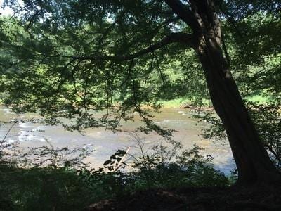 view of local wilderness
