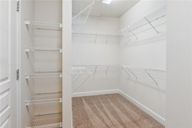 walk in closet featuring carpet