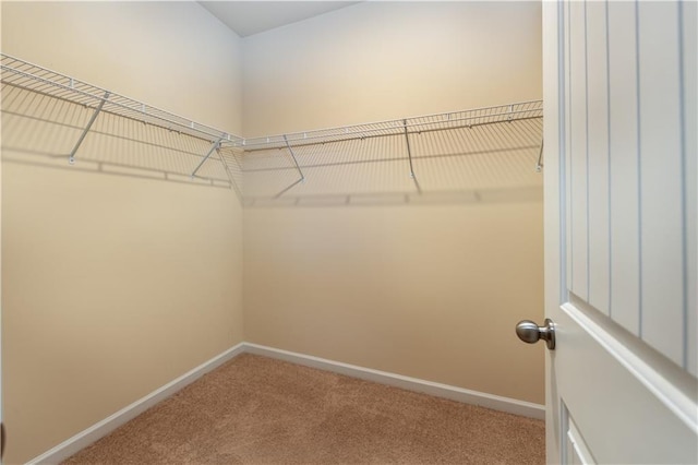 walk in closet featuring carpet flooring