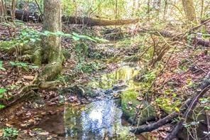 view of local wilderness