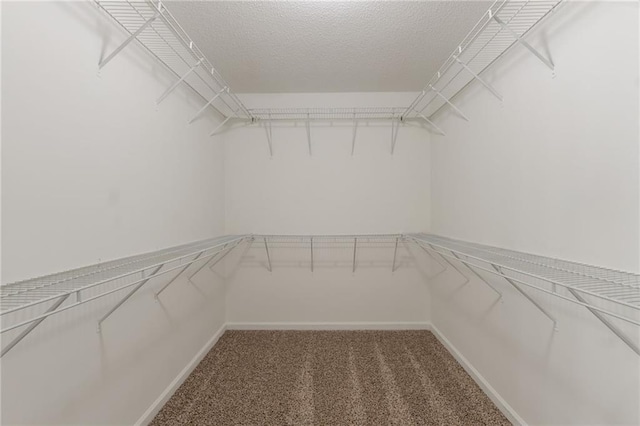 walk in closet with carpet floors