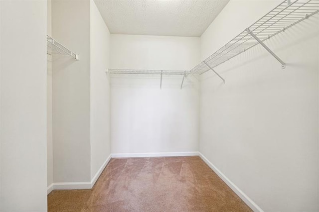 spacious closet featuring carpet