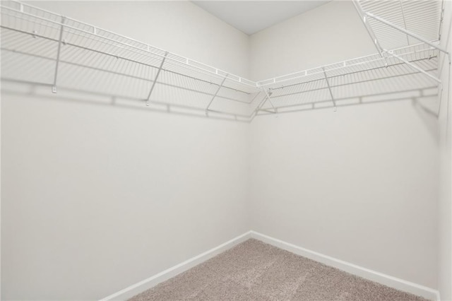 walk in closet with carpet floors