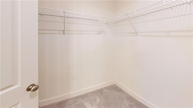 spacious closet featuring carpet