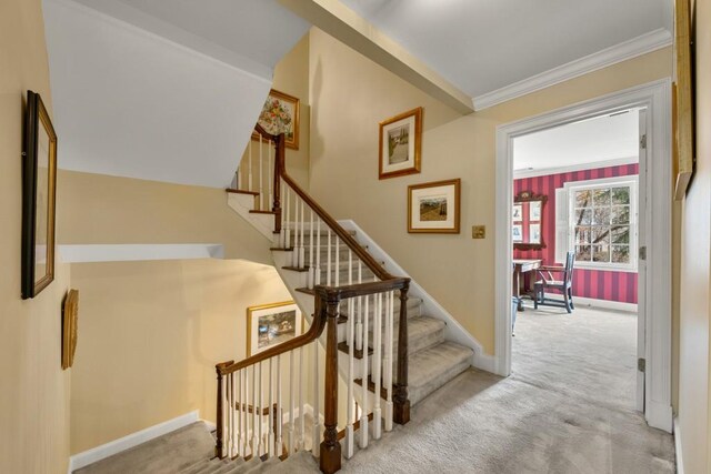 stairs with crown molding and carpet