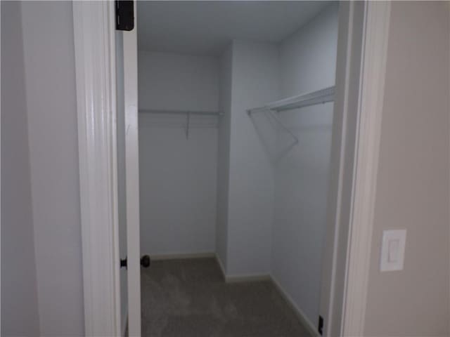 spacious closet featuring carpet flooring