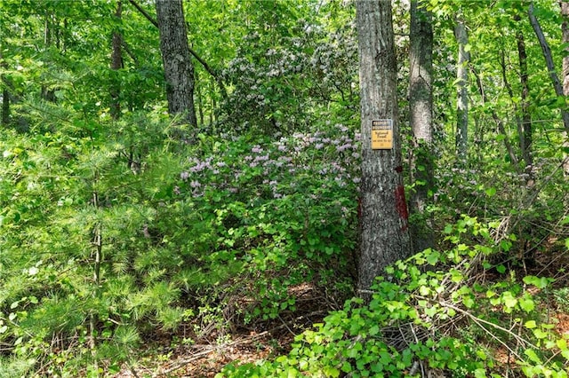 1447 Travis Smith Rd, Clarkesville, GA 30523 - view of local wilderness
