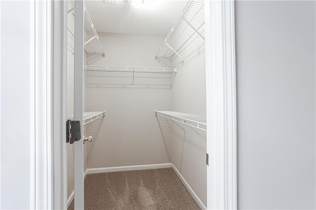 walk in closet with carpet floors