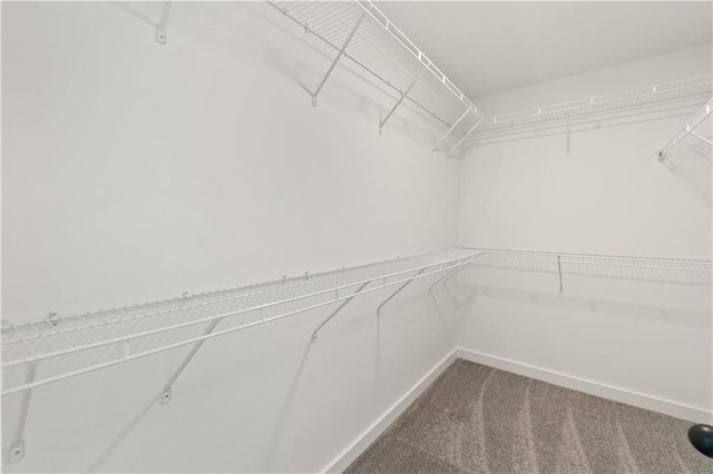 spacious closet featuring carpet flooring