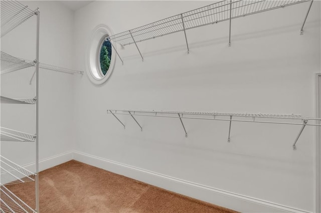 spacious closet featuring carpet