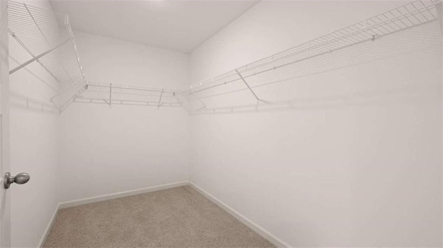 spacious closet featuring carpet floors