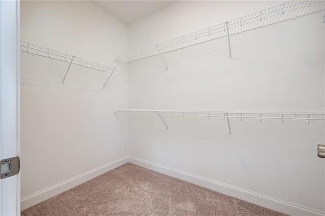 spacious closet with carpet